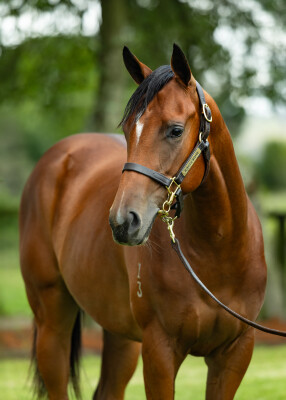 Lot 469: Russian Camelot (IRE) / Nana Jenn