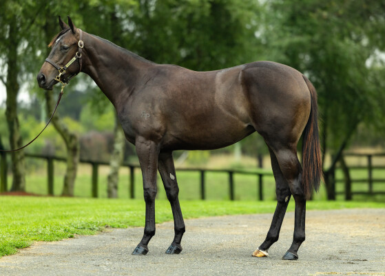 Lot 497: Portland Sky / Orchid Beach