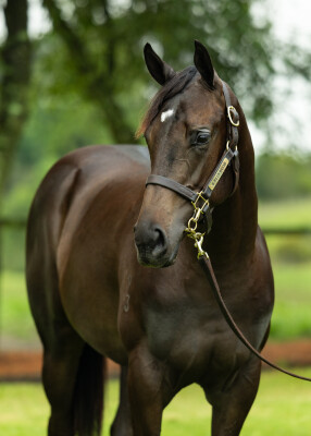 Lot 497: Portland Sky / Orchid Beach