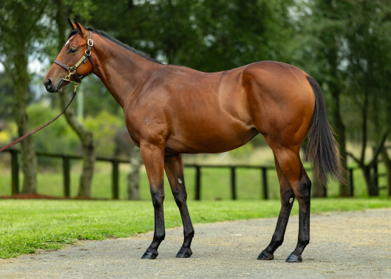 Lot 564: North Pacific / Rakitno