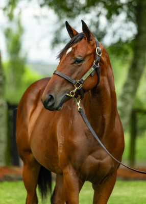 Lot 564: North Pacific / Rakitno