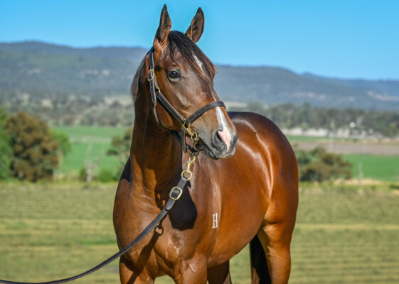 Lot 607: Portland Sky / Sassy Dragon