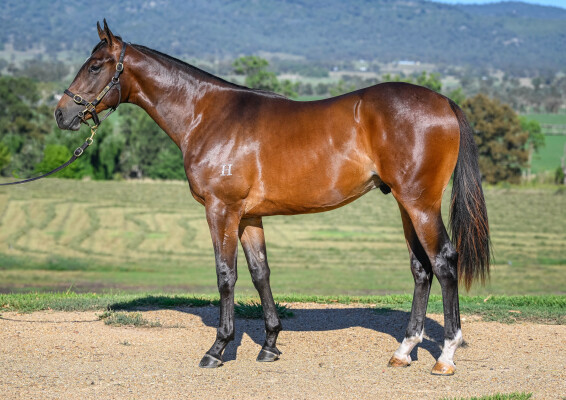 Lot 607: Portland Sky / Sassy Dragon