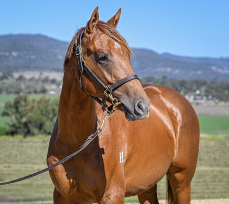 Lot 667: Ole Kirk / Sophie's Spirit