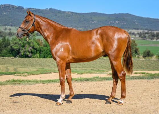 Lot 667: Ole Kirk / Sophie's Spirit