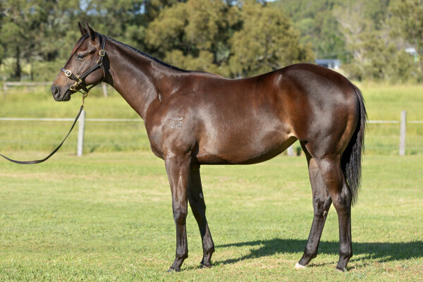 Lot 185: Jonker / Ellastra