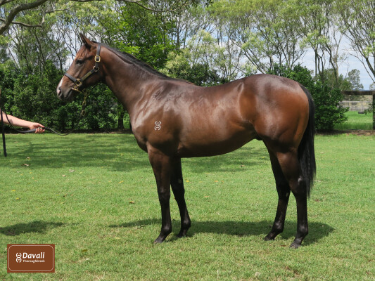 Lot 277: Hellbent / Havasu (NZ)