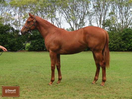 Lot 330: Captivant / Involved