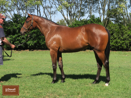 Lot 335: Exceedance / Jamdani