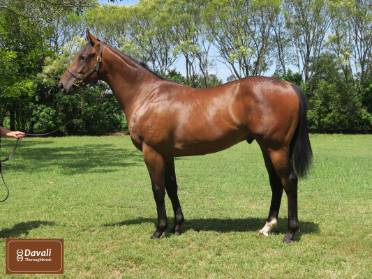 Lot 468: Captivant / Name of the Rose