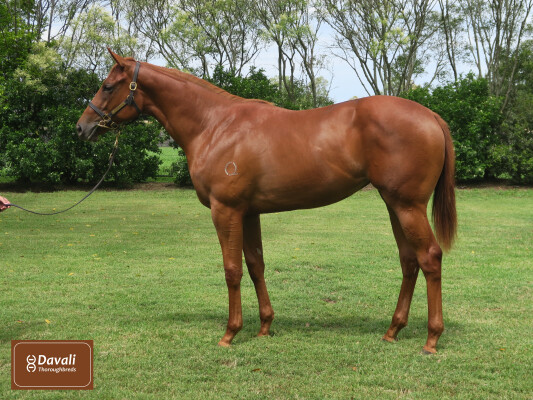 Lot 740: St Mark's Basilica (FR) / Tricky Gal