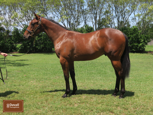 Lot 748: Bivouac / Urban Rocket (GB)