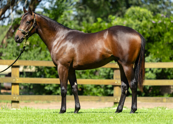 Lot 109: Proisir / Chenille (NZ)