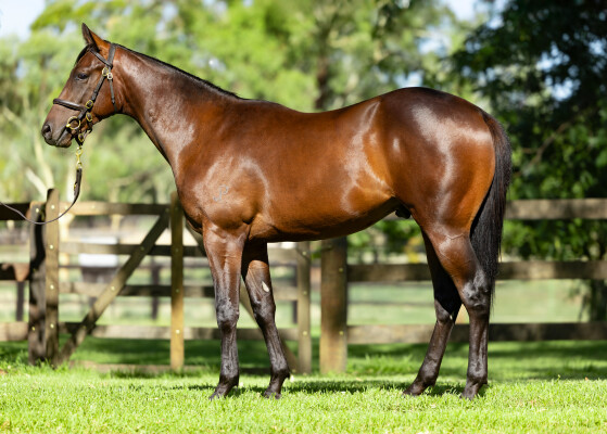 Lot 131: King's Legacy / Cryptic Jewel (NZ)