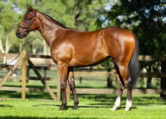Lot 158: Brave Smash (JPN) / Devil's Harmony (NZ)