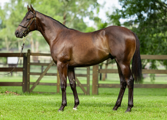 Lot 176: Cosmic Force / Dream Child
