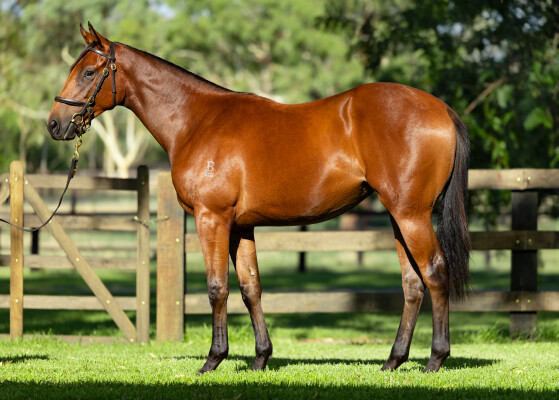 Lot 239: All Too Hard / Free Speech