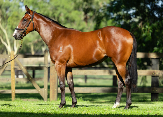 Lot 409: Prague / Marsh