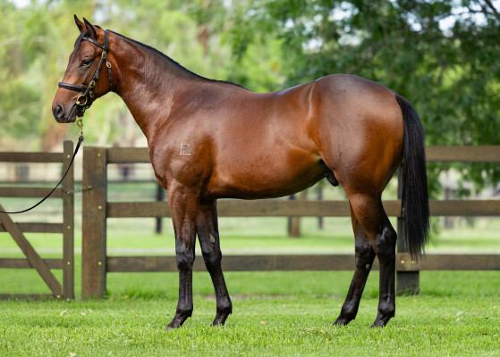 Lot 447: Dundeel (NZ) / Mopitts