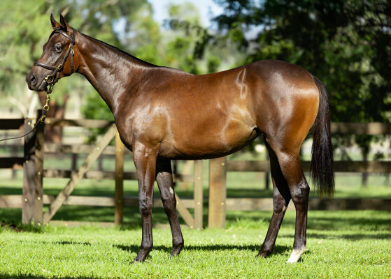 Lot 500: Russian Revolution / Our Libretto (NZ)