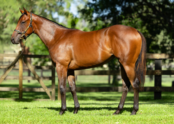 Lot 531: Ribchester (IRE) / Poppy Star (NZ)
