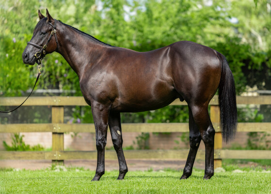 Lot 582: Proisir / Respect (NZ)