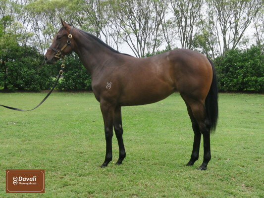 Lot 12: Lonhro / Alison of Tuffy