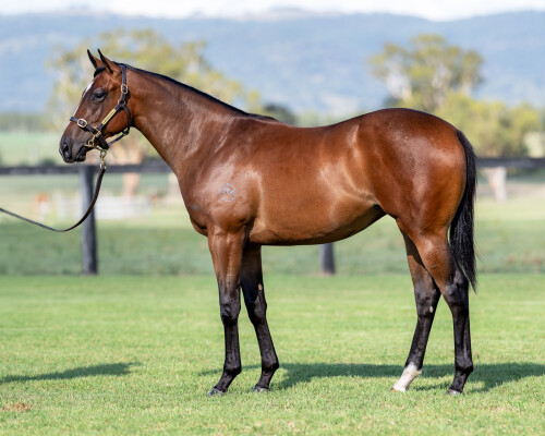 Lot 48: Anders / Ballychine (NZ)