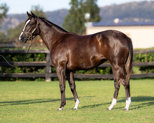 Lot 36: Maurice (JPN) / Aroha Jane (NZ)