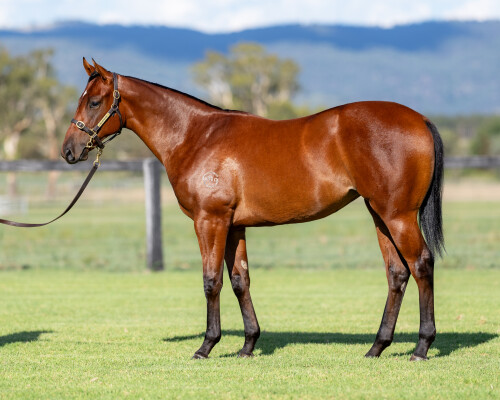 Lot 172: Farnan / Dorotea