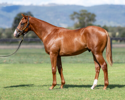 Lot 228: King's Legacy / Flaunting (NZ)