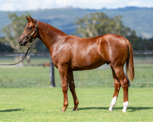 Lot 290: Palace Pier (GB) / Hi Hi Hi