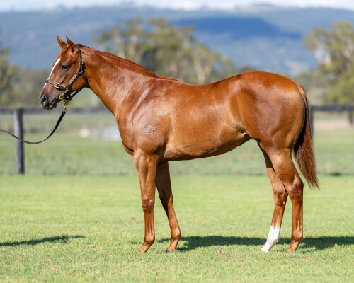 Lot 305: Captivant / I Like Toucans