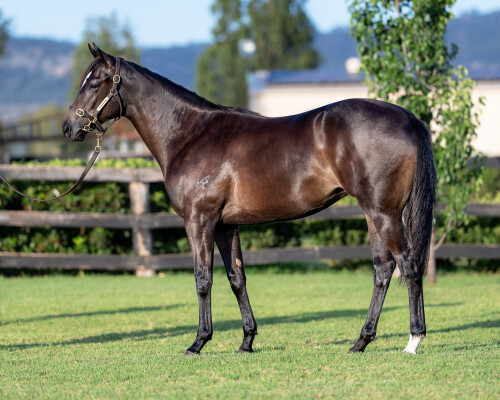 Lot 367: Trapeze Artist / Lanu Moana (NZ)