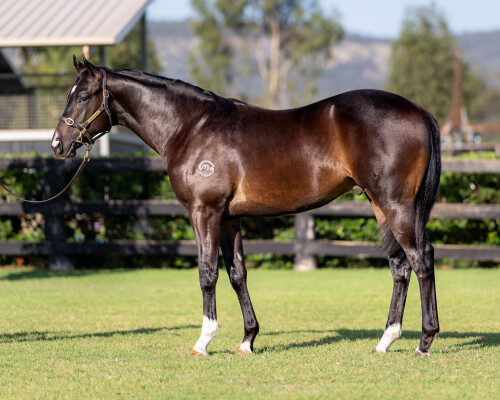 Lot 431: Captivant / Miss Loren