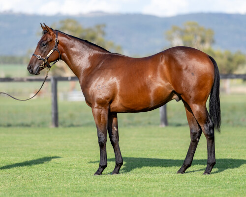 Lot 457: Tassort / Motown Melody