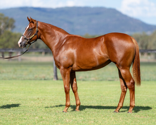 Lot 517: Capitalist / Personality Plus