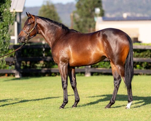 Lot 525: Dundeel (NZ) / Pipiana (NZ)