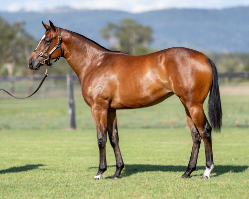 Lot 621: St Mark's Basilica (FR) / Sensibility