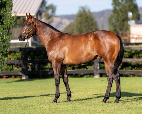 Lot 622: Ole Kirk / Sensitivity