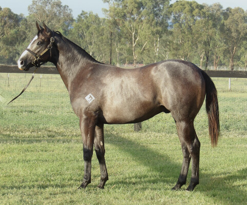 Lot 162: Farnan / Diaquin (NZ)