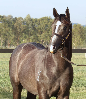 Lot 162: Farnan / Diaquin (NZ)