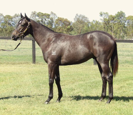 Lot 650: Wild Ruler / Slice of Class (NZ)