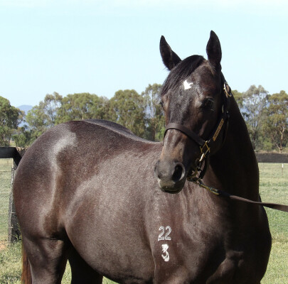 Lot 650: Wild Ruler / Slice of Class (NZ)