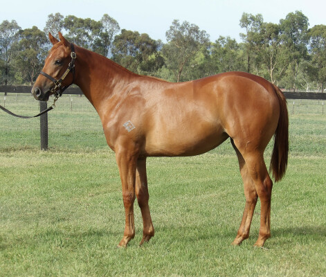 Lot 653: Bivouac / Smokin' Hussay