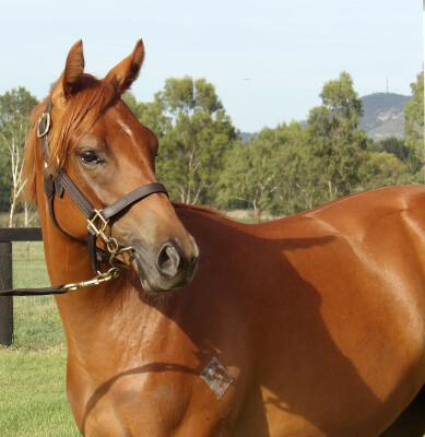 Lot 653: Bivouac / Smokin' Hussay