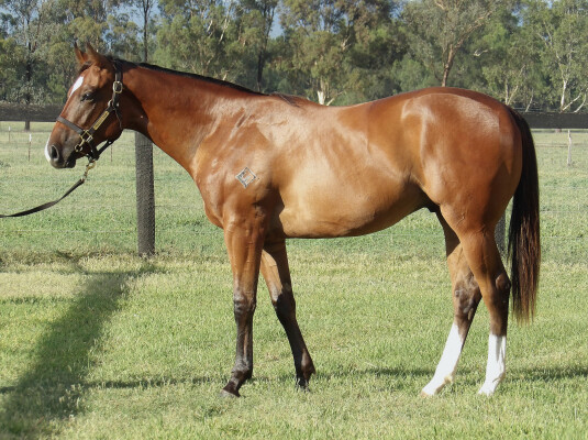 Lot 660: Bivouac / So You Assume