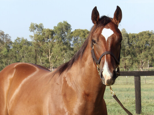 Lot 660: Bivouac / So You Assume