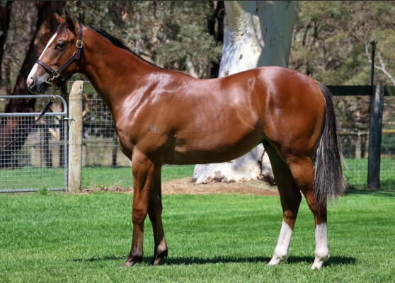 Lot 38: Bivouac / Artisanale (GB)