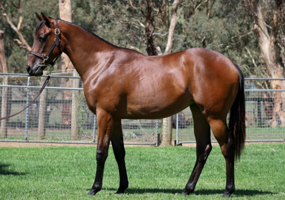 Lot 705: Exceedance / Sweet Ginger